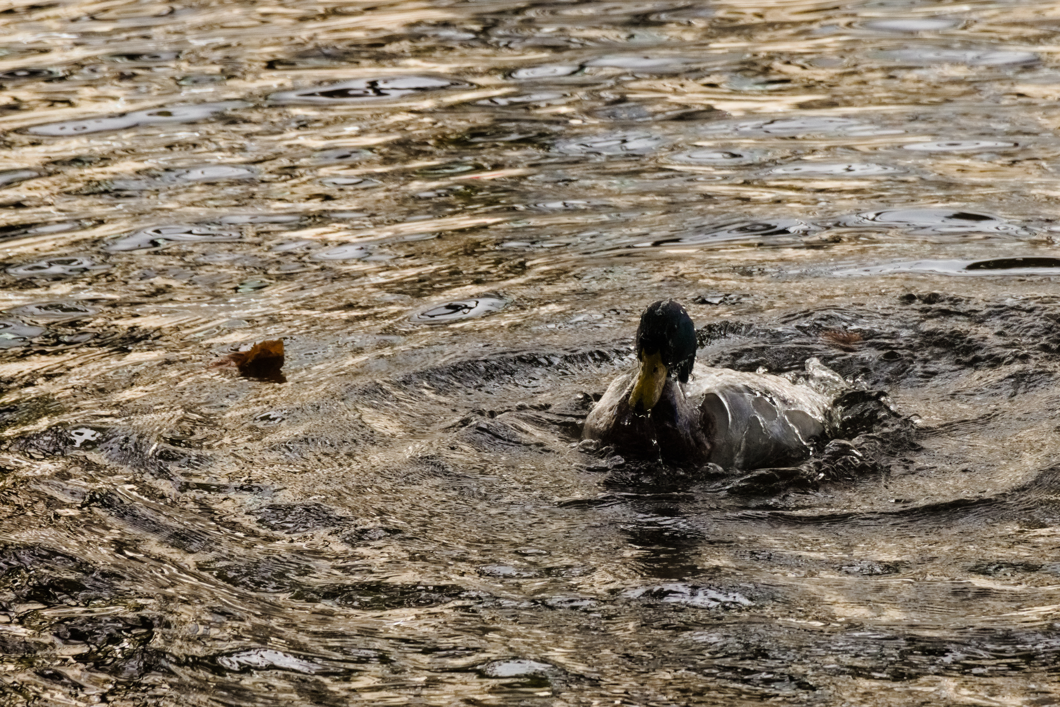 A photograph of a duck having just resurfaced.