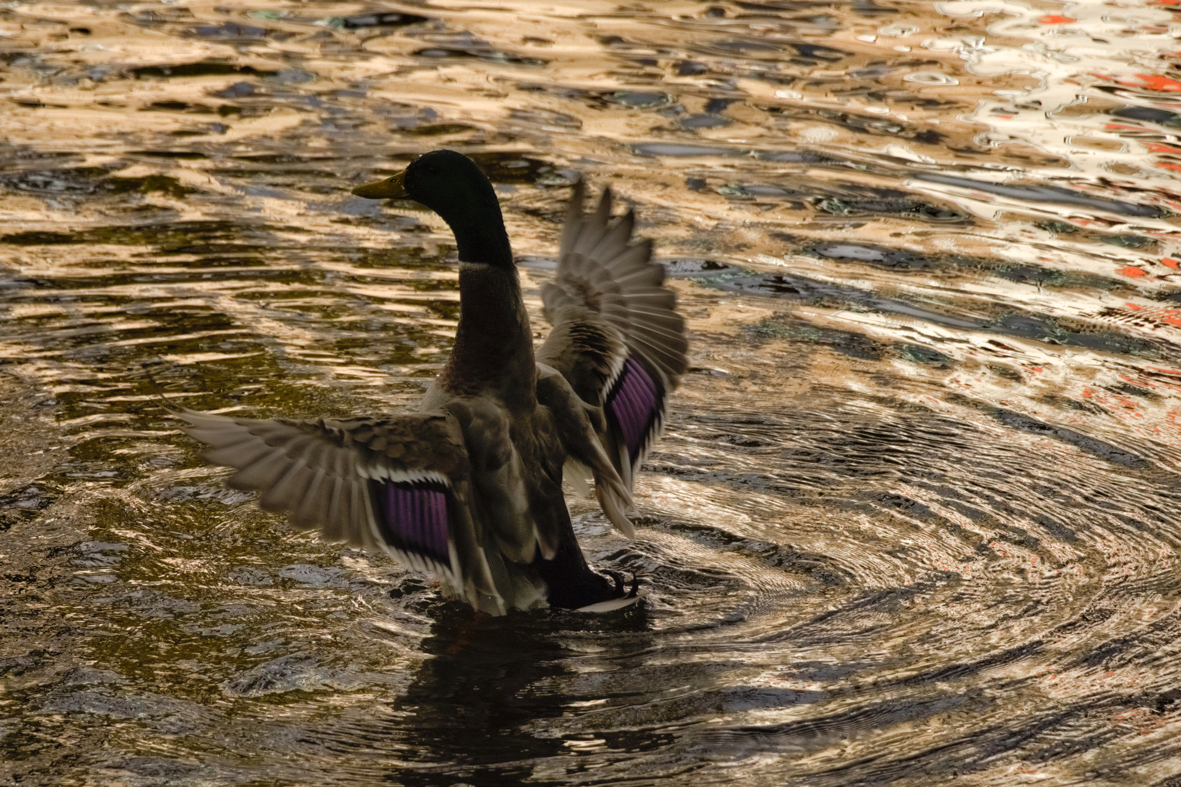 A photograph of a mallard in a river, standing up and flapping its wings.