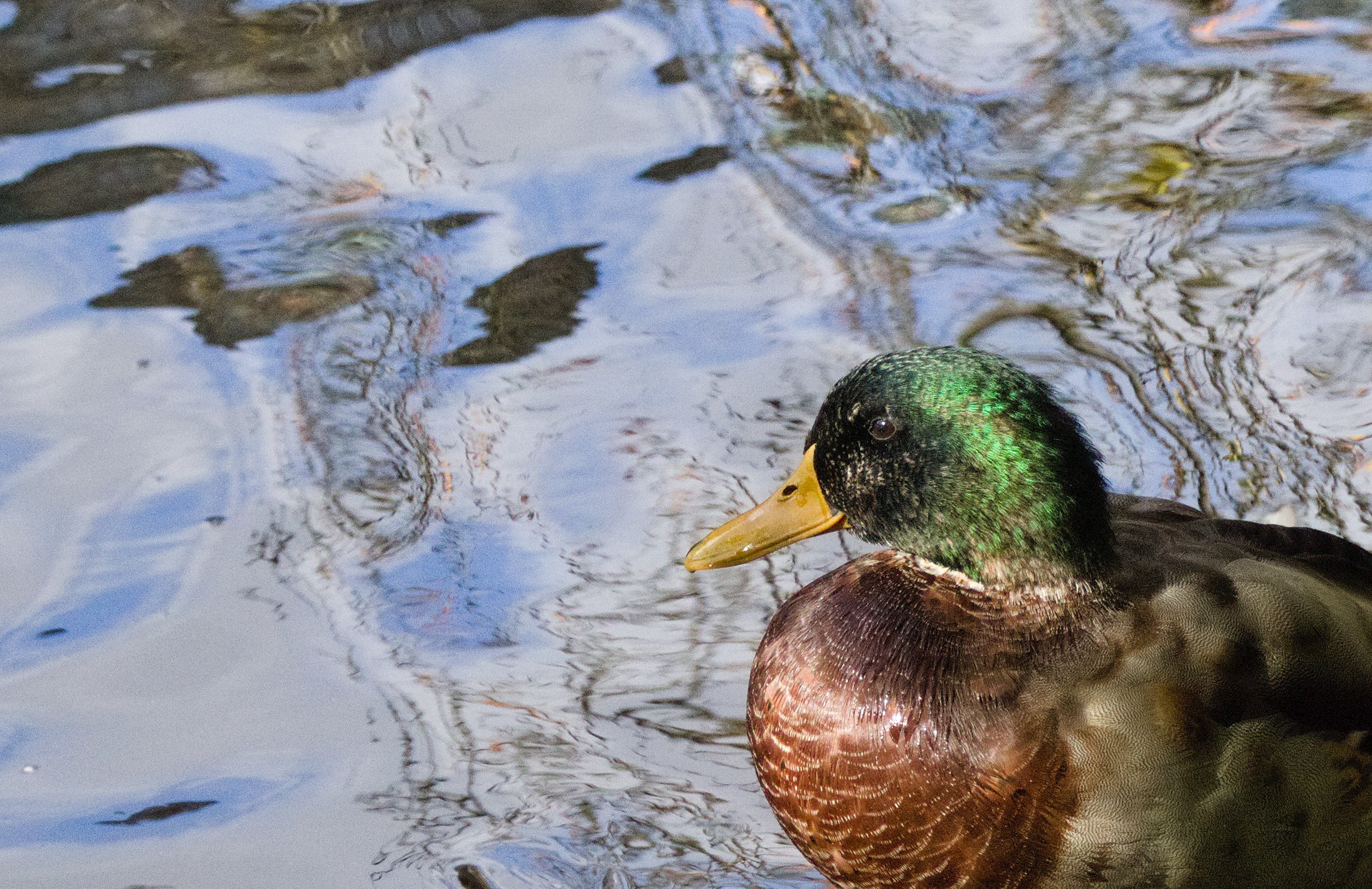 A photograph of a male mallard in front of a river.