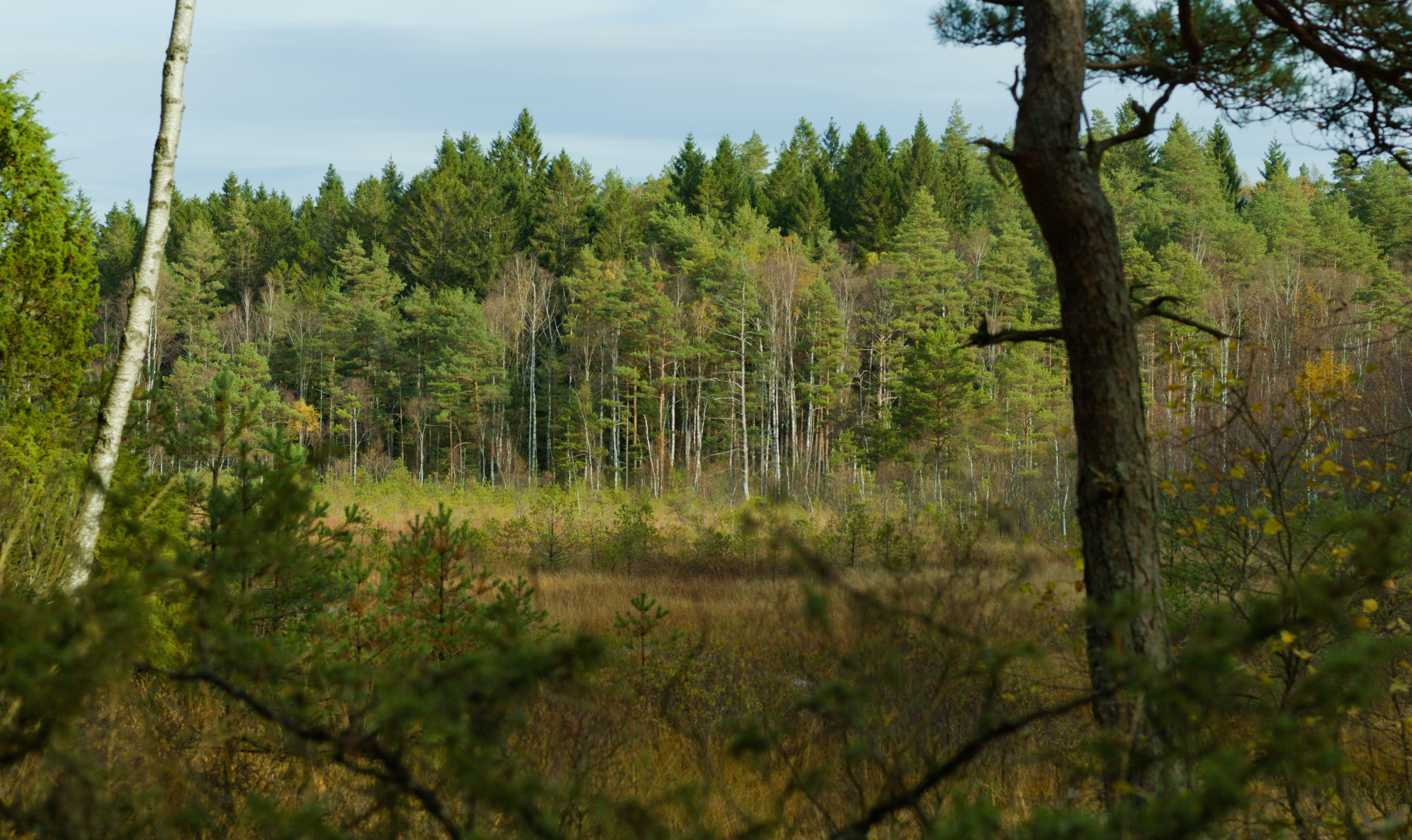 A photograph of a predominantly birch forest.