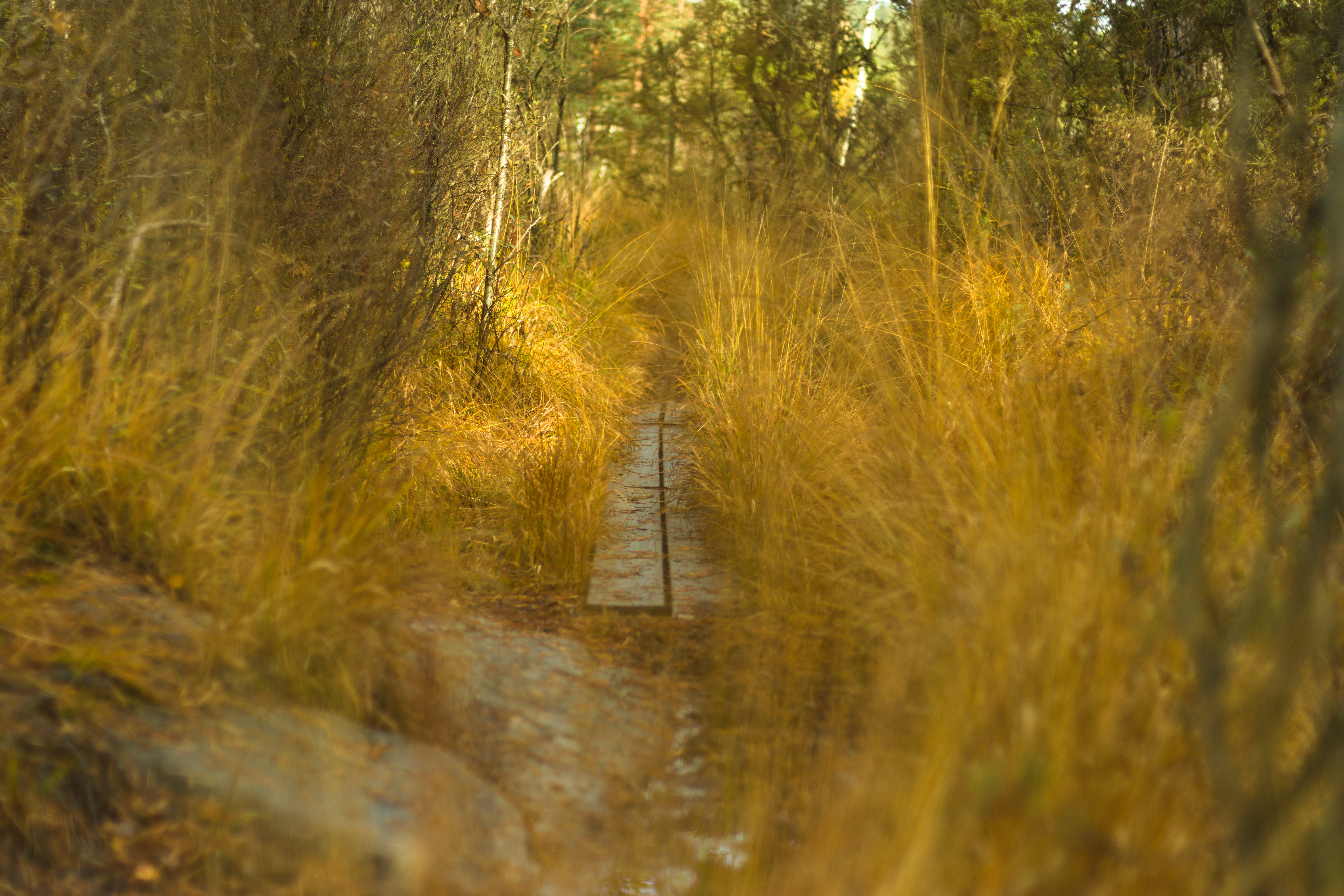 A photograph of wooden planks acting as a path through a forest.